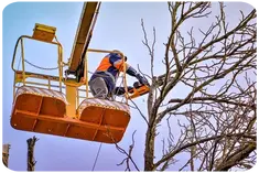 Tala y Podas en Altura de árboles en Tarragona
