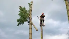 Tala y poda en altura de árboles en Tarragona