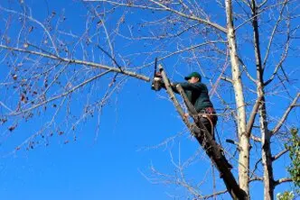 Tala y poda árboles en altura Tarragona y provincia