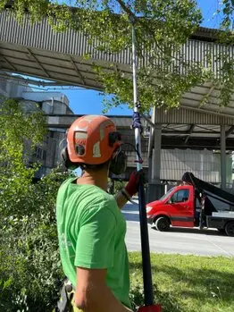 Tala y poda en altura de árboles en Tarragona Tala y poda en altura de árboles en Tarragona