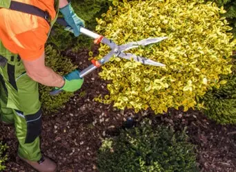Tala y poda en altura de árboles en Tarragona y Provincia Tala y poda en altura de árboles en Tarragona y Provincia