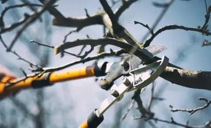 Tala y poda en altura de árboles en Tarragona y Provincia Tala y poda en altura de árboles en Tarragona y Provincia