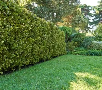 Tala y poda en altura de árboles en Tarragona y Provincia Tala y poda en altura de árboles en Tarragona y Provincia