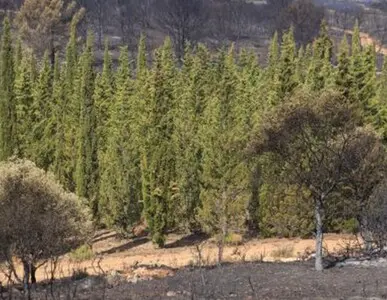 Tala y poda en altura de árboles en Tarragona y Provincia