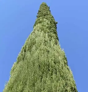 Tala y poda en altura de árboles en Tarragona y Provincia