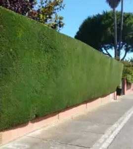 Tala y poda en altura de árboles en Tarragona y Provincia