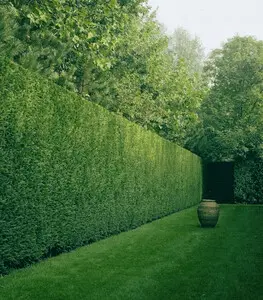 Tala y poda en altura de árboles en Tarragona y Provincia